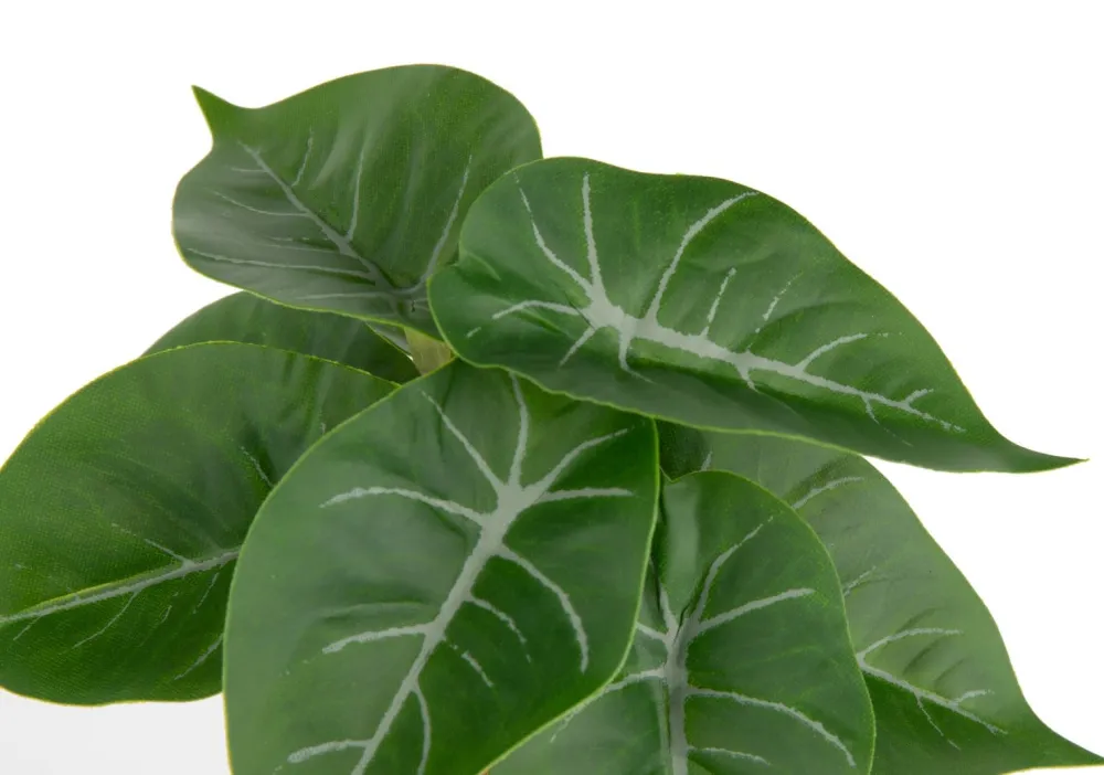 COCOmaison Anthurium Mini Bush H13cm fleur - Vert Hot