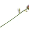 COCOmaison Artichoke Stem H80cm - Rose Outlet