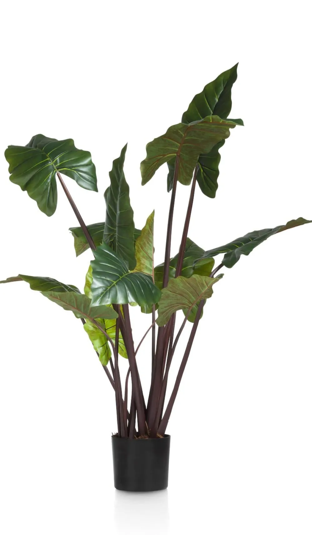 COCOmaison Colocasia H130cm - Vert Hot