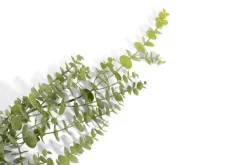 COCOmaison Eucalyptus Hanging Vine H120cm fleur - Vert Best