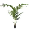 COCOmaison Kentia Palm plant H210cm - Vert Sale