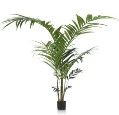 COCOmaison Kentia Palm plant H210cm - Vert Sale
