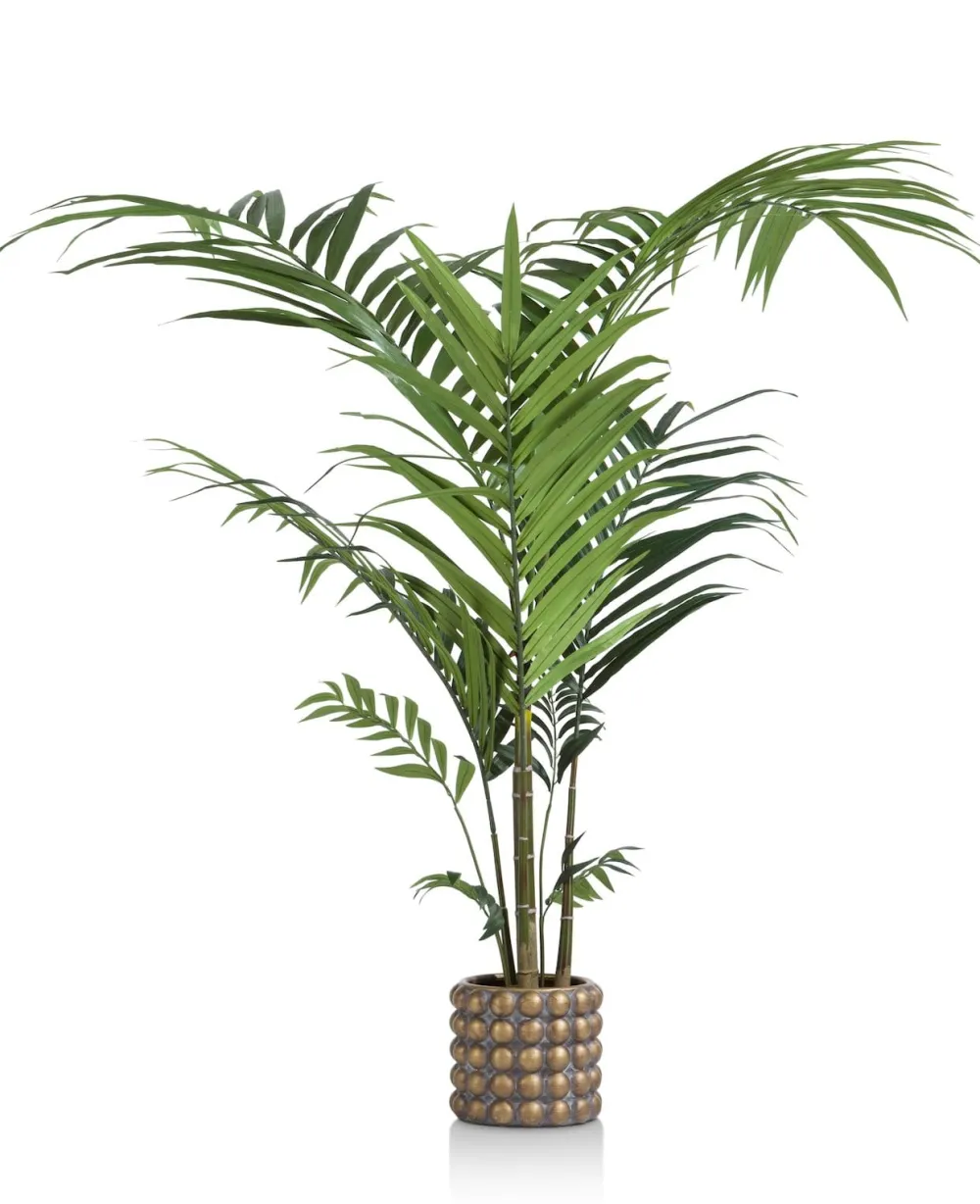 COCOmaison Kentia Palm plant H210cm - Vert Sale