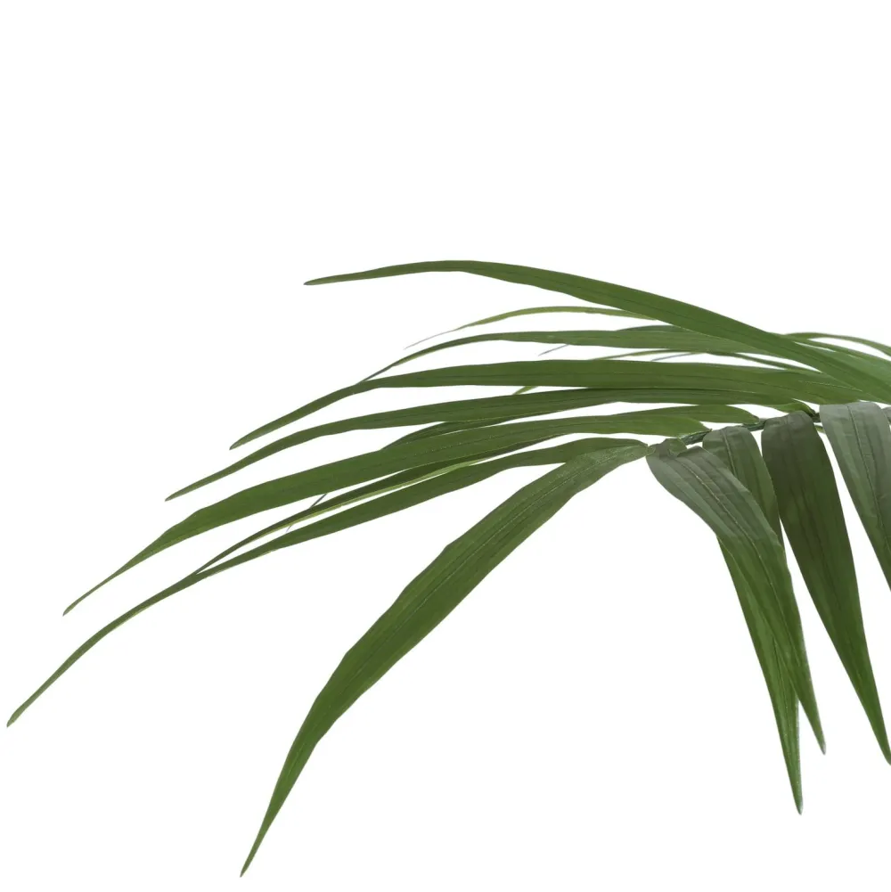 COCOmaison Kentia Palm plant H210cm - Vert Sale