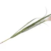 COCOmaison Pampus Grass fleur artificielle H120cm - Vert