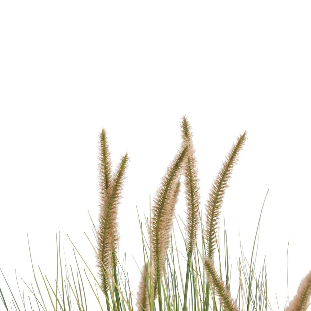 COCOmaison Pennisetum Grass plant H99cm - Vert Discount