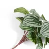 COCOmaison Peperomia Bush H25cm fleur - Vert Discount