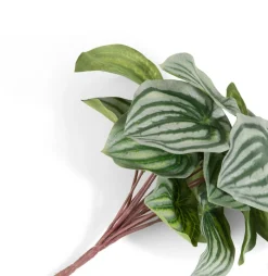 COCOmaison Peperomia Bush H25cm fleur - Vert Discount