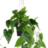 COCOmaison Philodendron Scandens H80cm plante artificielle - Vert Outlet