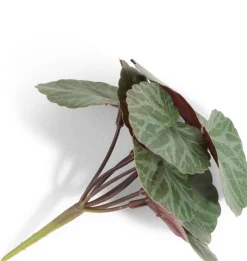 COCOmaison Saxifrage Mini Bush H13cm fleur - Vert Best