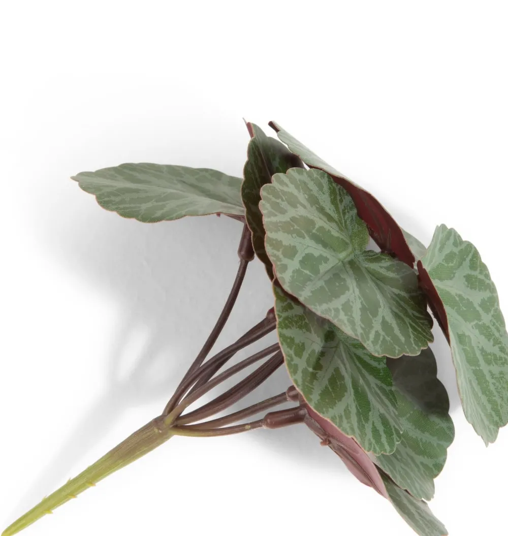 COCOmaison Saxifrage Mini Bush H13cm fleur - Vert Best