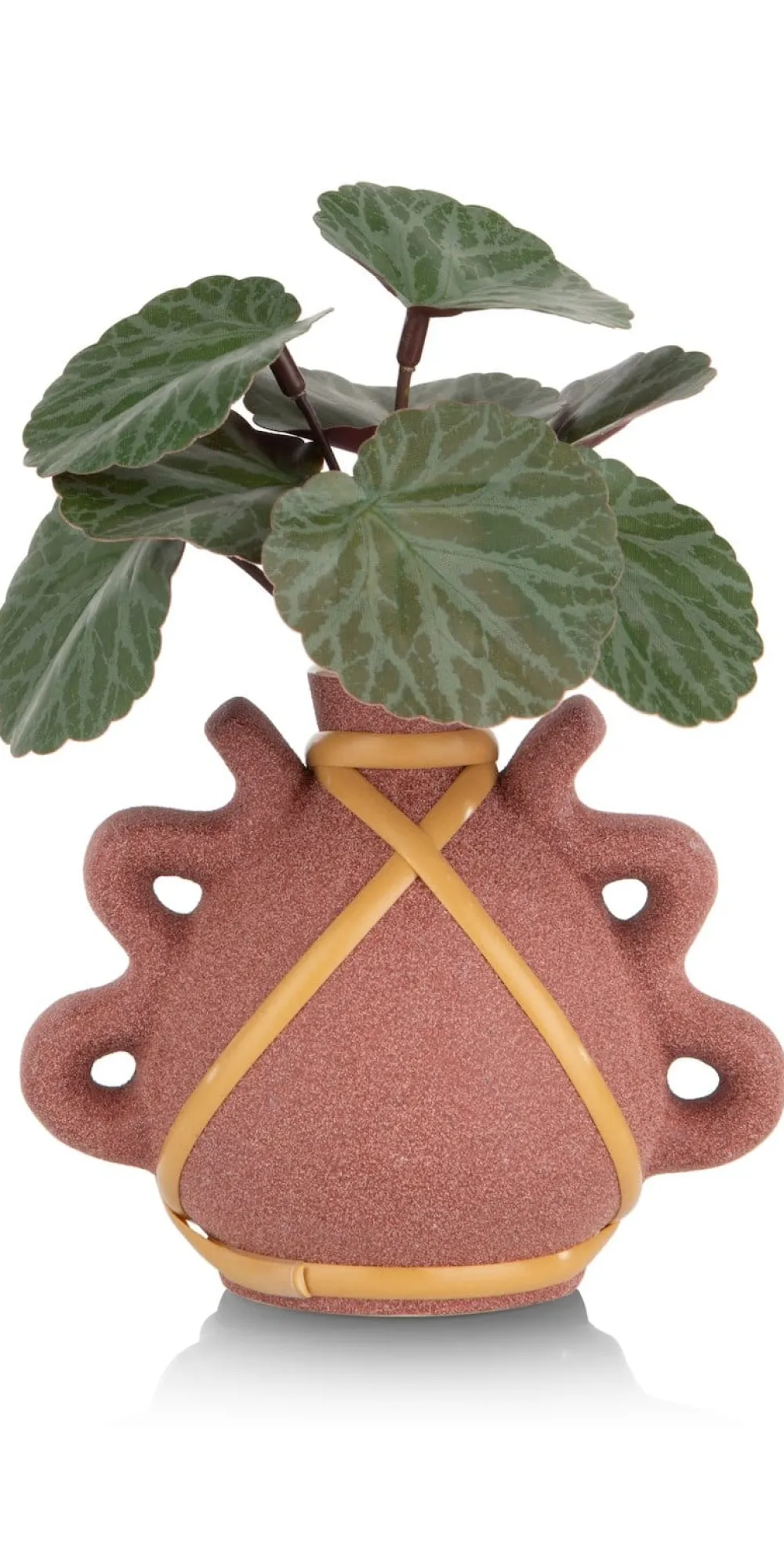 COCOmaison Saxifrage Mini Bush H13cm fleur - Vert Best