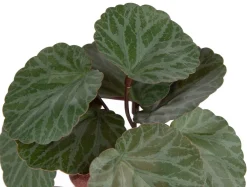 COCOmaison Saxifrage Mini Bush H13cm fleur - Vert Best